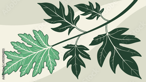 Papaya Leaf Branch Illustration Tropical Foliage Design Element for Health Wellness Packaging and Natural Product Branding Graphic