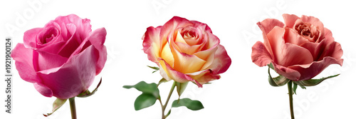 Set of Single elegant pink and yellow rose with lush green foliage on transparent png background. Ai generated