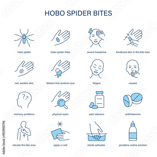 Hobo Spider Bites symptoms, diagnostic and treatment vector icon set