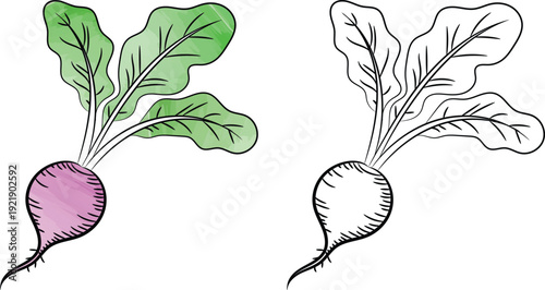 Radish vector illustration in watercolor and black line art