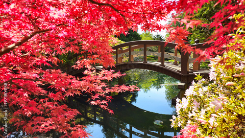 Wooden bridge seen through red leaves of a Japanese maple during spring in the Hatley Park Gardens, Victoria, Canada