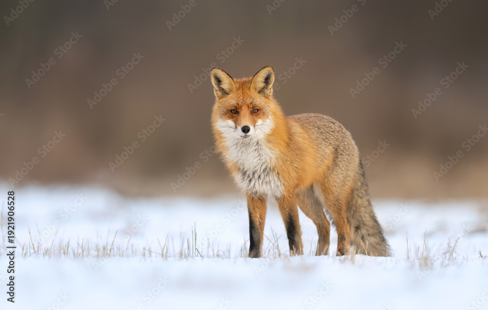 Fototapeta premium Red fox ( Vulpes vulpes ) in winter scenery