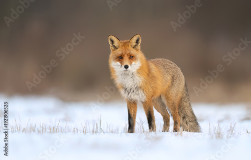 Wallpaper Mural Red fox ( Vulpes vulpes ) in winter scenery Torontodigital.ca