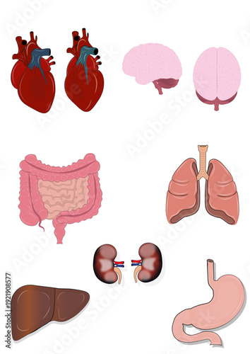 set of internal organs