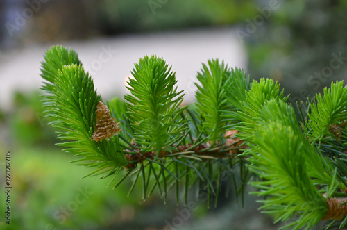 Norway spruce (Picea abies ) fresh green spring spruce. Closeup, outdoors. Nature, spring , natural environment, landscaping, growing christmas tree, concept. Free copy space.