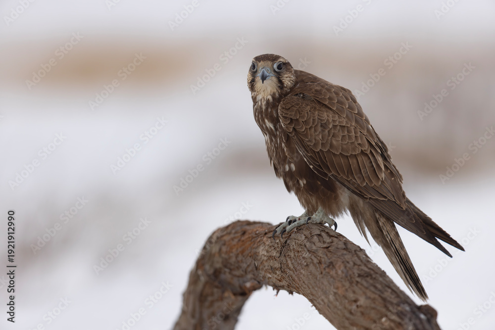 Fototapeta premium Raróg (Falco cherrug)