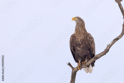 bielik (Haliaeetus albicilla)