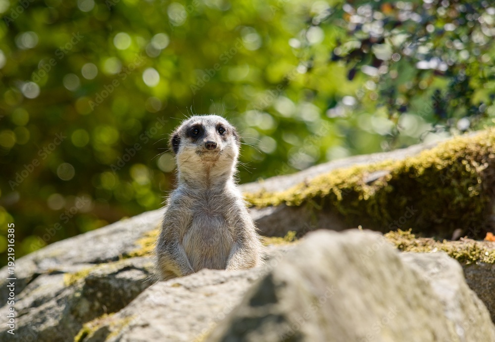 Fototapeta premium meerkat on rock