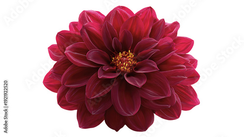 Large dark red dahlia flower isolated on a transparent background
