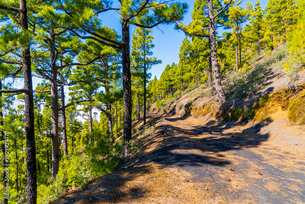 Obraz premium Beautiful landscape on la Palma island, Spain, in spring