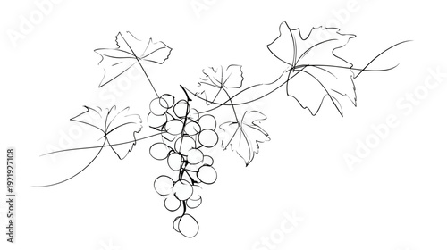 Black ink sketch depicting a cluster of grapes hanging from a vine with leaves