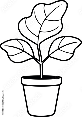 Black and white fiddle leaf fig plant line illustration