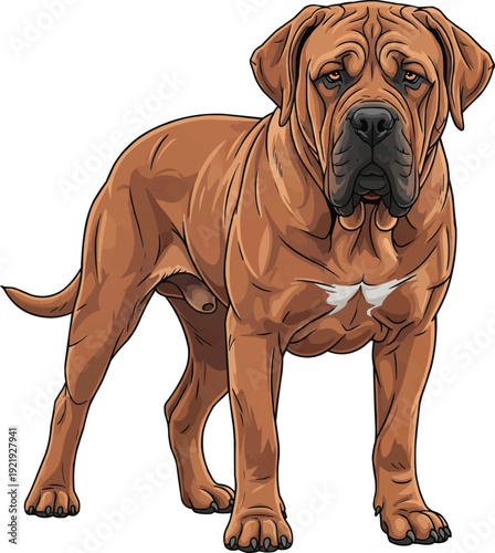 Tosa Inu dog standing alert attentive facing front illustration