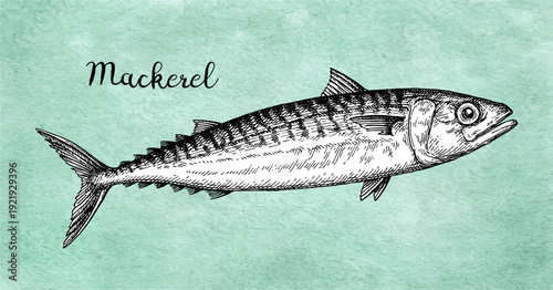 Mackerel. Sea fish ink sketch. Drawing on old paper background. Hand-drawn vintage engraving illustration.