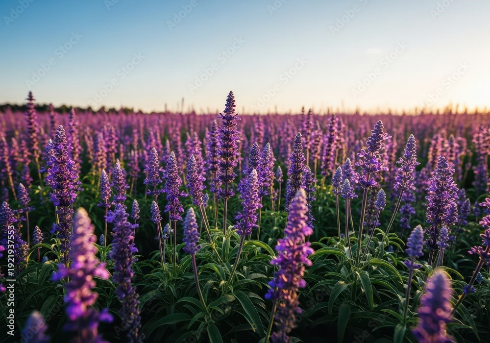 Obraz premium Beautiful purple flowering plants stretching into the distance under the warm summer sunlight, ready for harvest, relaxation, herb, sunny