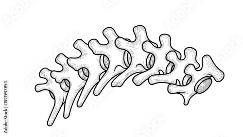 Detailed anatomical illustration showing a sequence of vertebrae representing the human spinal column in a side view for medical or scientific study.