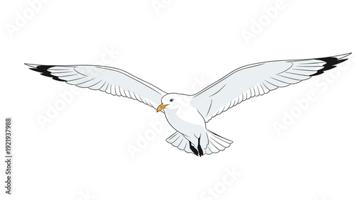 White seagull bird flying with wings fully spread against a plain background in a minimalist style depicting freedom and marine life.