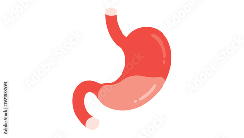 Anatomical illustration of a human stomach in red and pink colors representing digestive health, biology, and medical education.