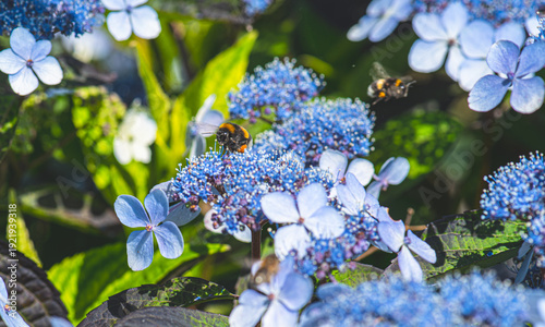 Canvastavla Bumblebee Bombus terrestris pollinating hydrangea Hydrangea macrophylla flowers