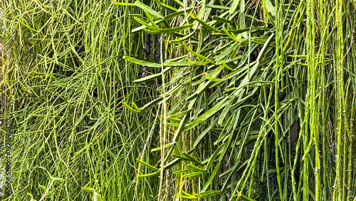 Branches and Leaves Hang Down in a Green Area During the Daytime With Sunlight Shining Through the Foliage