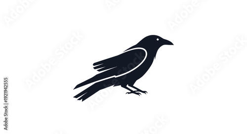 Black Bird With White Accents Walking.