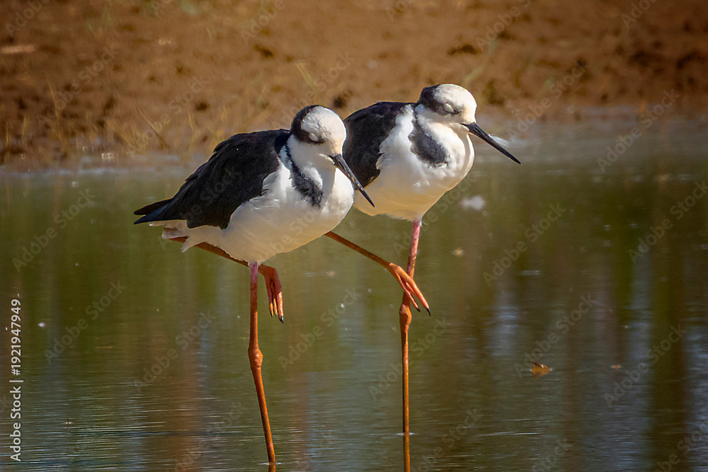 Obraz premium birds of brazil