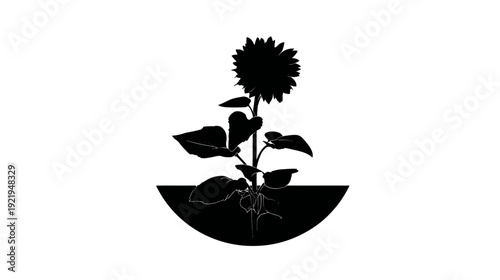 Black silhouette of a sunflower in a semi-circle pot against a white background