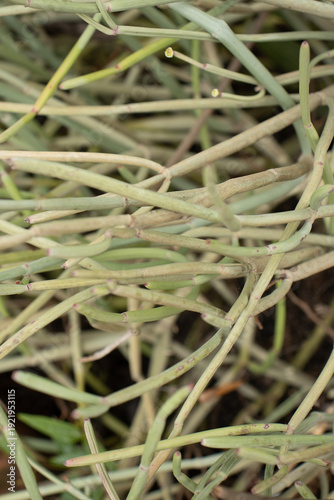 Wallpaper Mural Incredible natural texture of green plant Torontodigital.ca