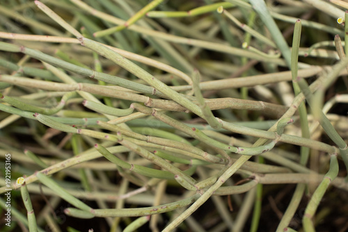 Wallpaper Mural Incredible natural texture of green plant Torontodigital.ca