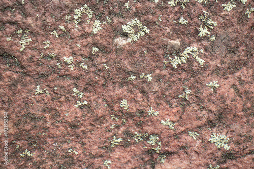 Wallpaper Mural Incredible natural texture of brown rock and little plants Torontodigital.ca
