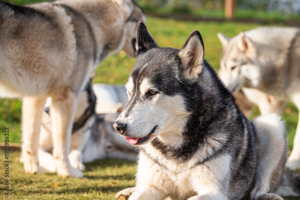Fototapeta premium Alaskan husky dog in the garden in Iceland