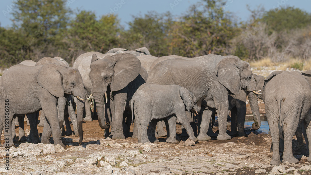 Fototapeta premium Namibia - Etosha National Park - African elephant (Loxodonta africana) herd gathering at waterhole during dry season in open savanna