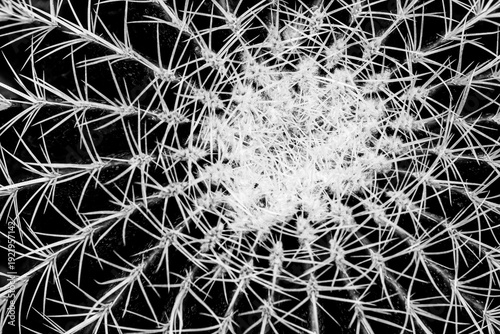 Foto Symmetrical top down macro of echinocactus grusonii cactus spines in black and white creates a complex geometric pattern and high contrast texture for minimal modern home decoration design