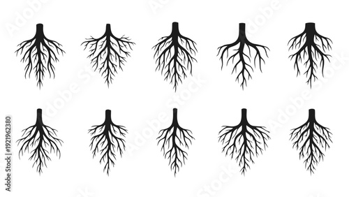 Vector illustration of collection of various root system structures on a transparent background
