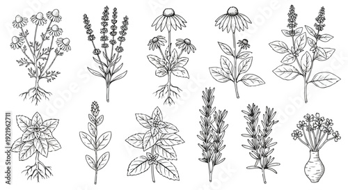 Collection of hand-drawn botanical illustrations featuring various medicinal herbs and plants with roots, presented in a detailed vintage line art style.