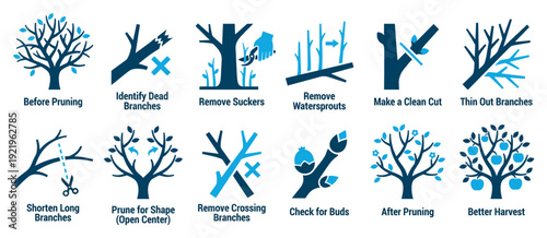 Set of twelve blue icons showing the step-by-step process of pruning a fruit tree for better harvest, including identifying dead branches and making clean cuts for healthy growth