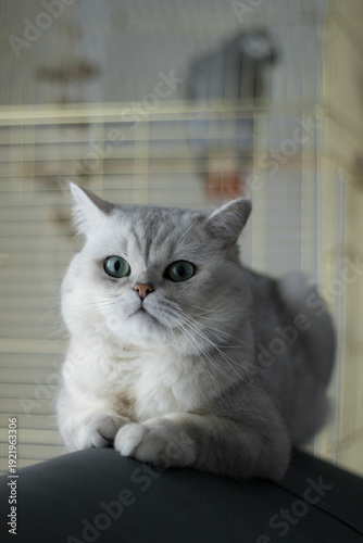 Silver scottish cat resting on dark furniture with blurred parrot cage in background under soft indoor light and shallow depth, for pet relationship concept, separation, contrast, family tension