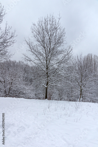 Wallpaper Mural Winter Landscape of South Park in city of Sofia, Bulgaria Torontodigital.ca