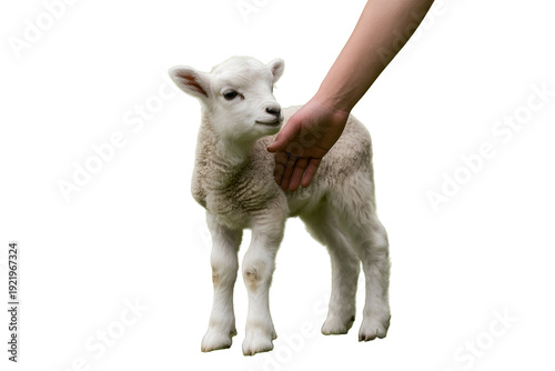 Person gently petting adorable white lamb with soft fur