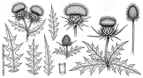 Detailed black and white illustration of thistle plants in various stages of bloom and growth from a front viewpoint