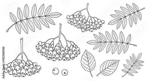 An illustration showcasing various parts of a plant with leaves and clusters of small flowers or berries from a detailed, overhead perspective.