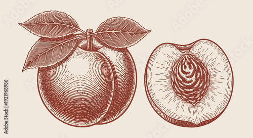 Detailed illustration of a whole peach with leaves and a halved peach showing its pit, depicted in a vintage style drawing.