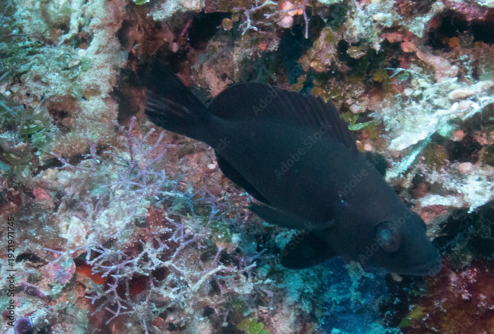 Obraz premium Black Hamlet