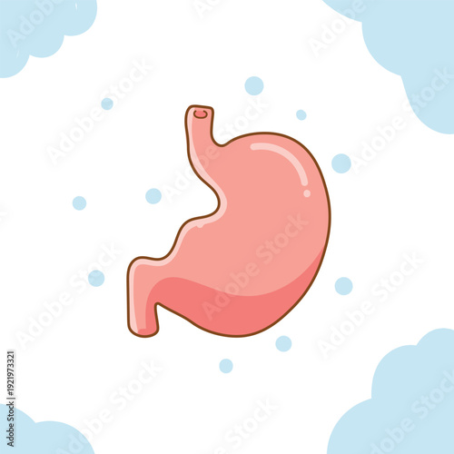 Vector illustration of the human stomach in a simple style with soft colors, showing a clear anatomical shape on a plain background with blue circle accents, ideal for health and medical education