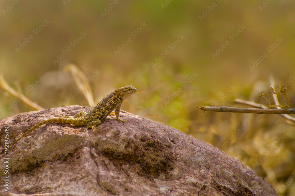 Naklejka premium A desert spiny lizard is seen resting on a rock in the Arizona desert. The sun shines down on the lizard as it enjoys the warm environment of its natural habitat.