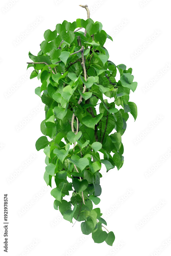 Fototapeta premium Green vines plant hanging a string isolated on white background. With copy space and clipping path.