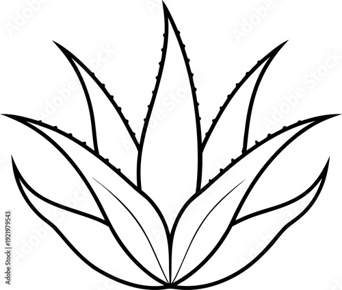 Aloe Vera Succulent Botanical Line Art Illustration