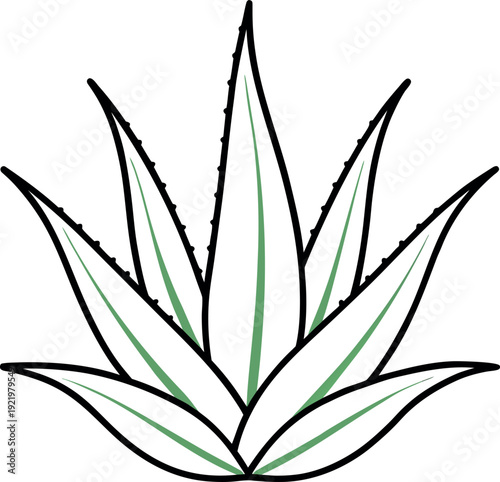 Aloe Vera Succulent Plant Line Art Illustration