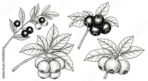 Detailed black and white illustrations of various berries and leaves from different viewpoints on a clean background