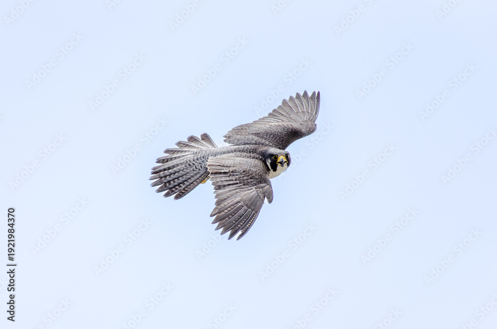 Obraz premium peregrine falcon in flight